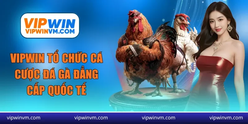 Vipwin tổ chức cá cược đá gà đẳng cấp quốc tế